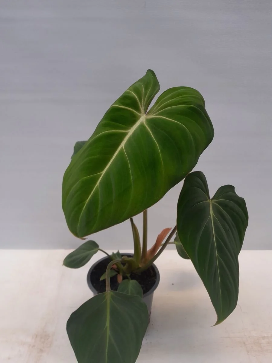 Philodendron 'Gloriosum'