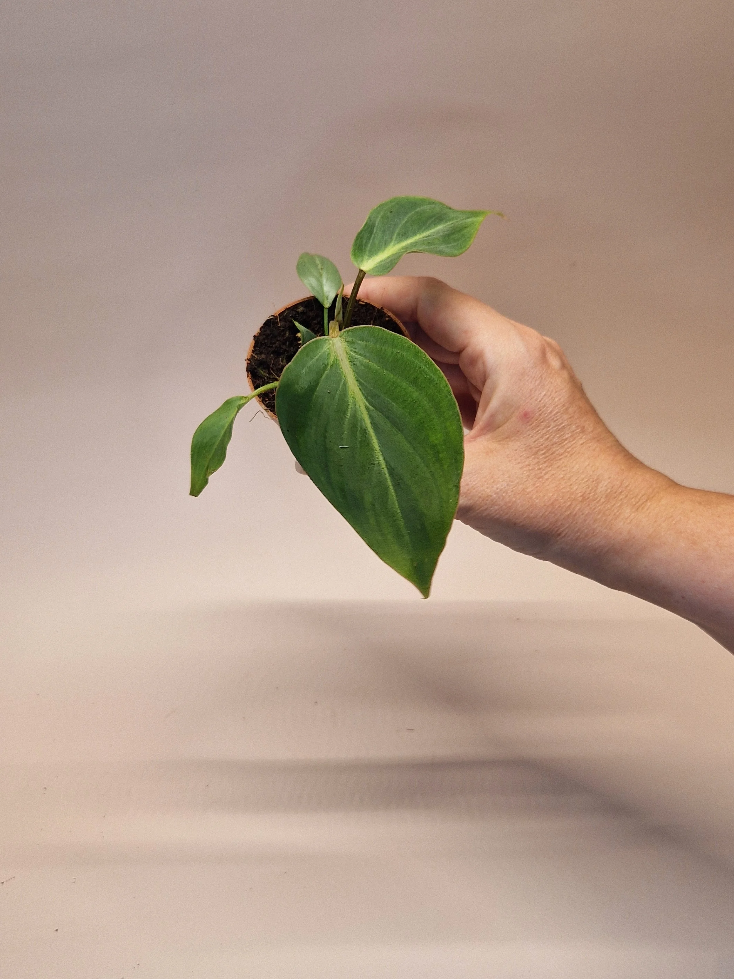Philodendron 'Gloriosum'