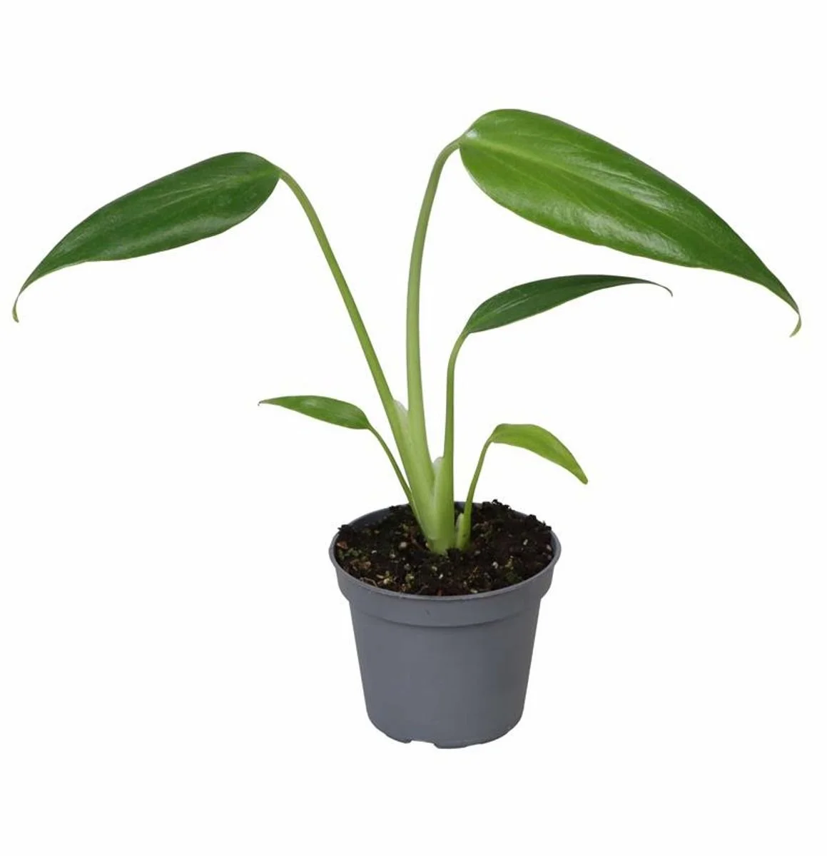 Monstera 'Burle Marx Flame' 6cm.jpg