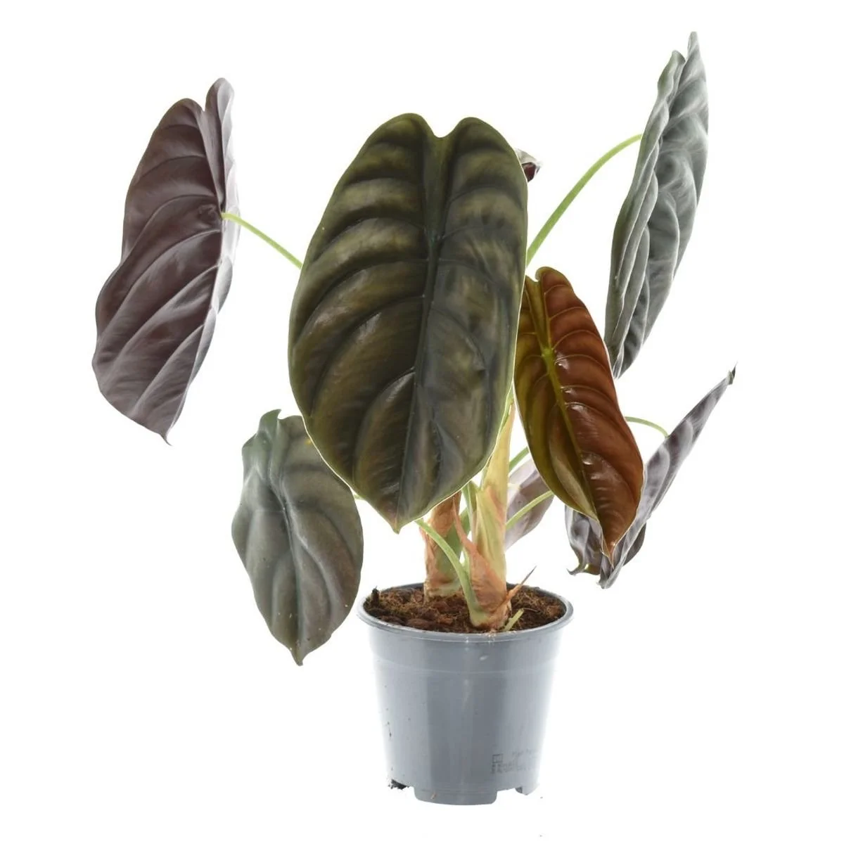 Alocasia cuprea 'Red Secret' 14cm.jpg