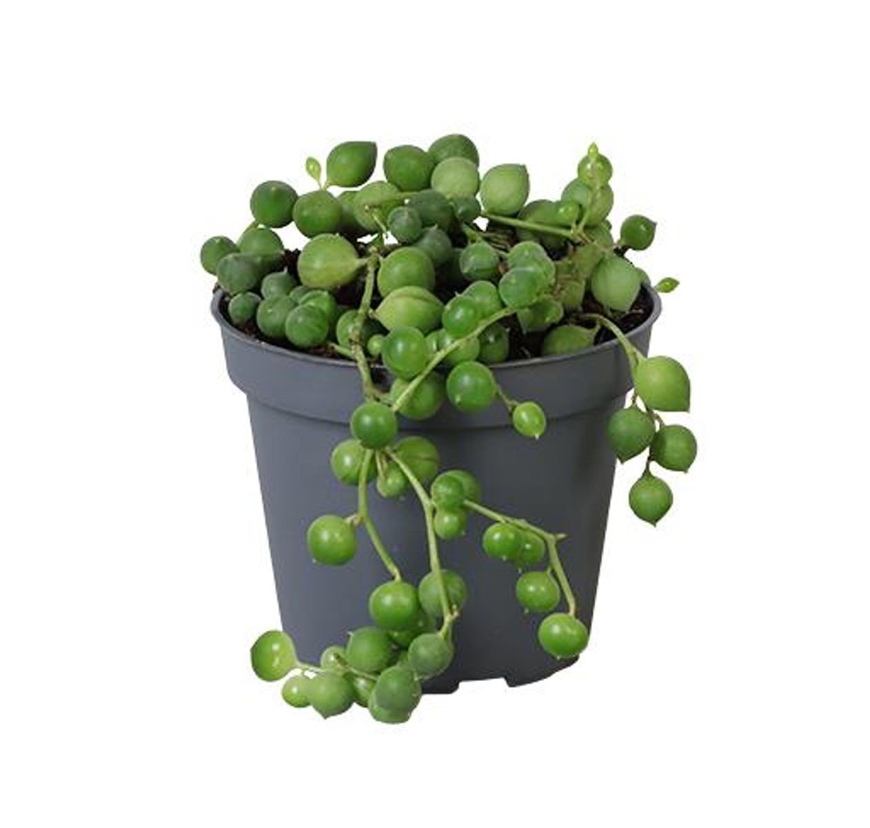 Senecio rowleyanus 'String of Pearls' 6cm.jpg