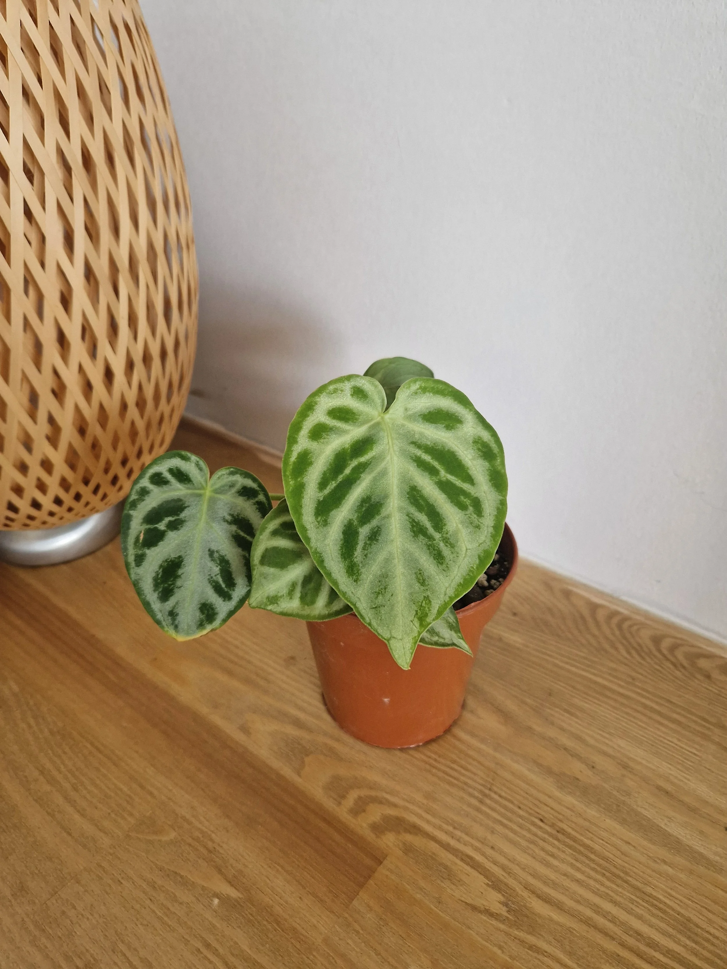 Anthurium crystallinum 'Silver Blush'