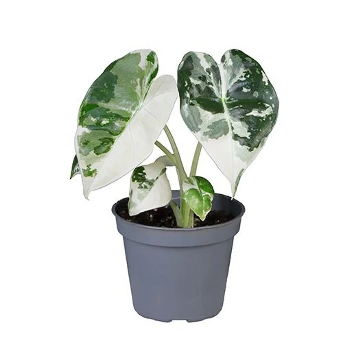 Alocasia Micholitziana 'Frydek Variegata'