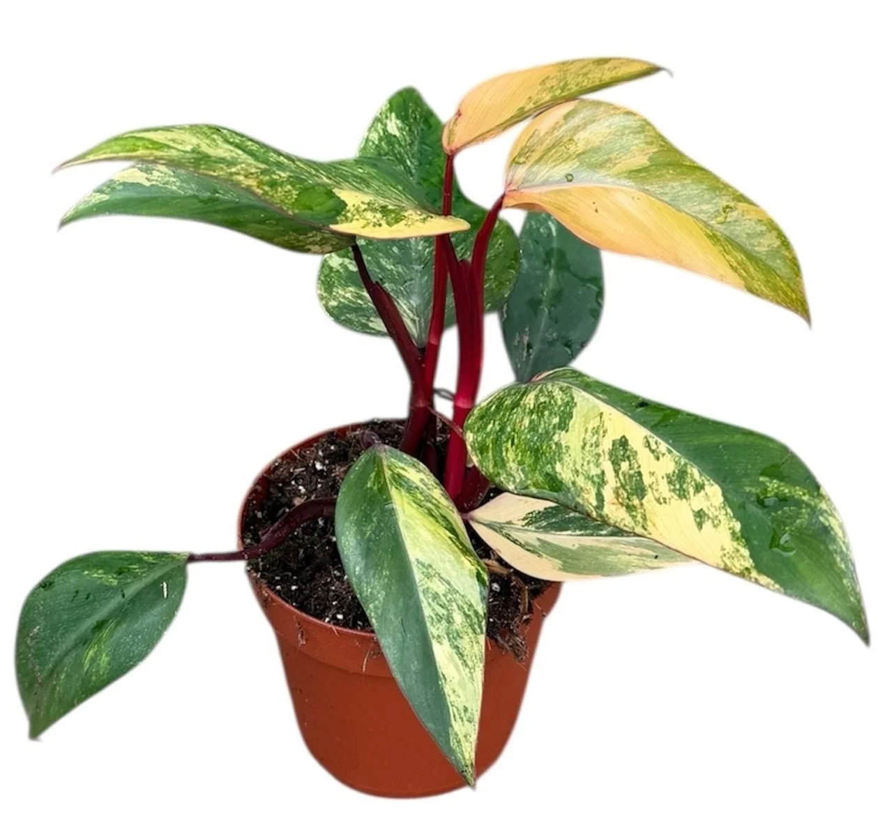 Philodendron 'Strawberry Shake' 14cm .jpg