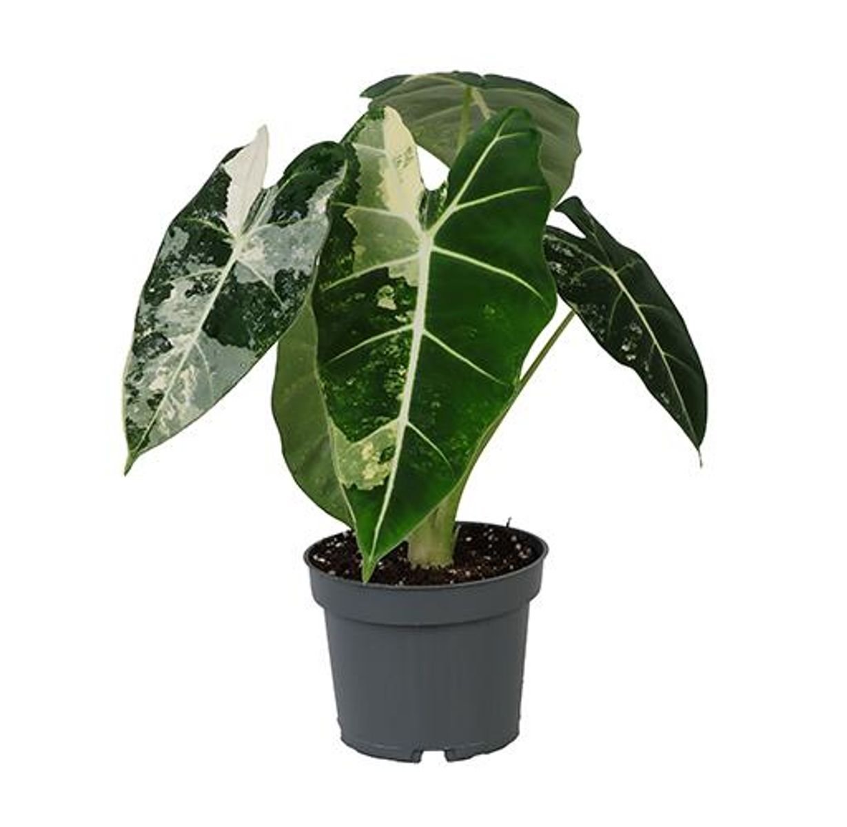 Alocasia micholitziana 'Frydek Variegata' 12cm.jpg