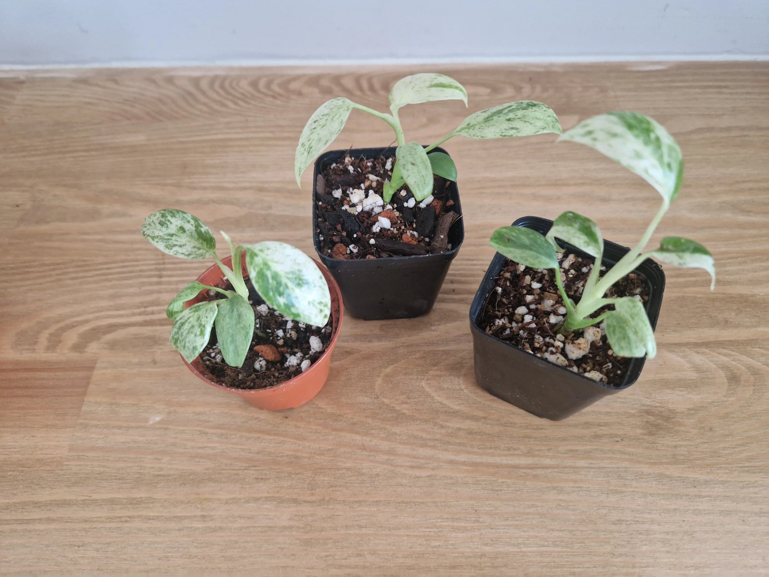 Epipremnum 'Giganteum mint'