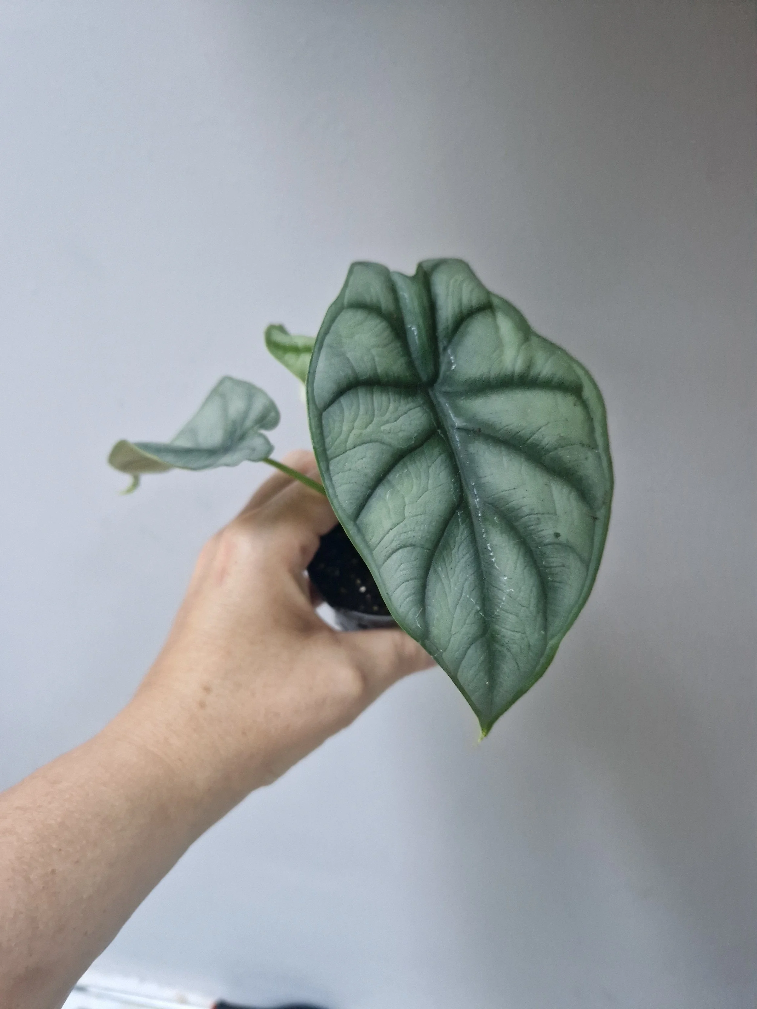 Alocasia 'Silver Dragon'