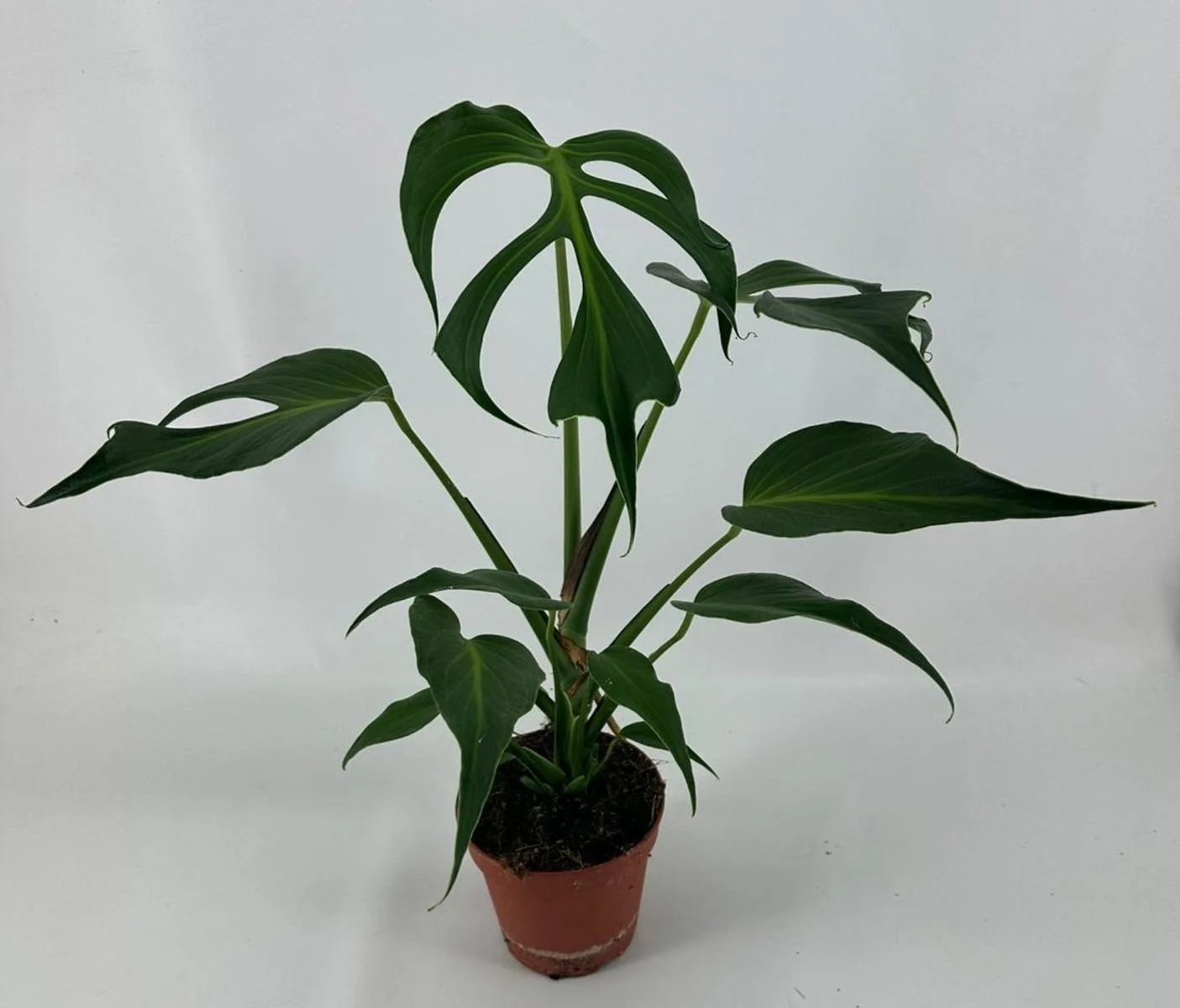 Monstera 'Burle Marx Flame' 15cm.jpg