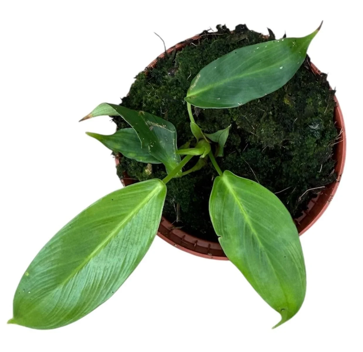 Philodendron patriciae 14cm.jpg