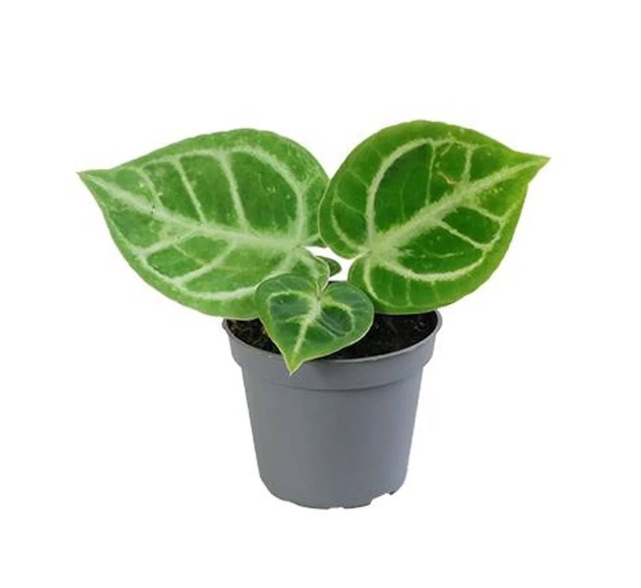 Anthurium crystallinum 'Dorayaki' 6cm.jpg