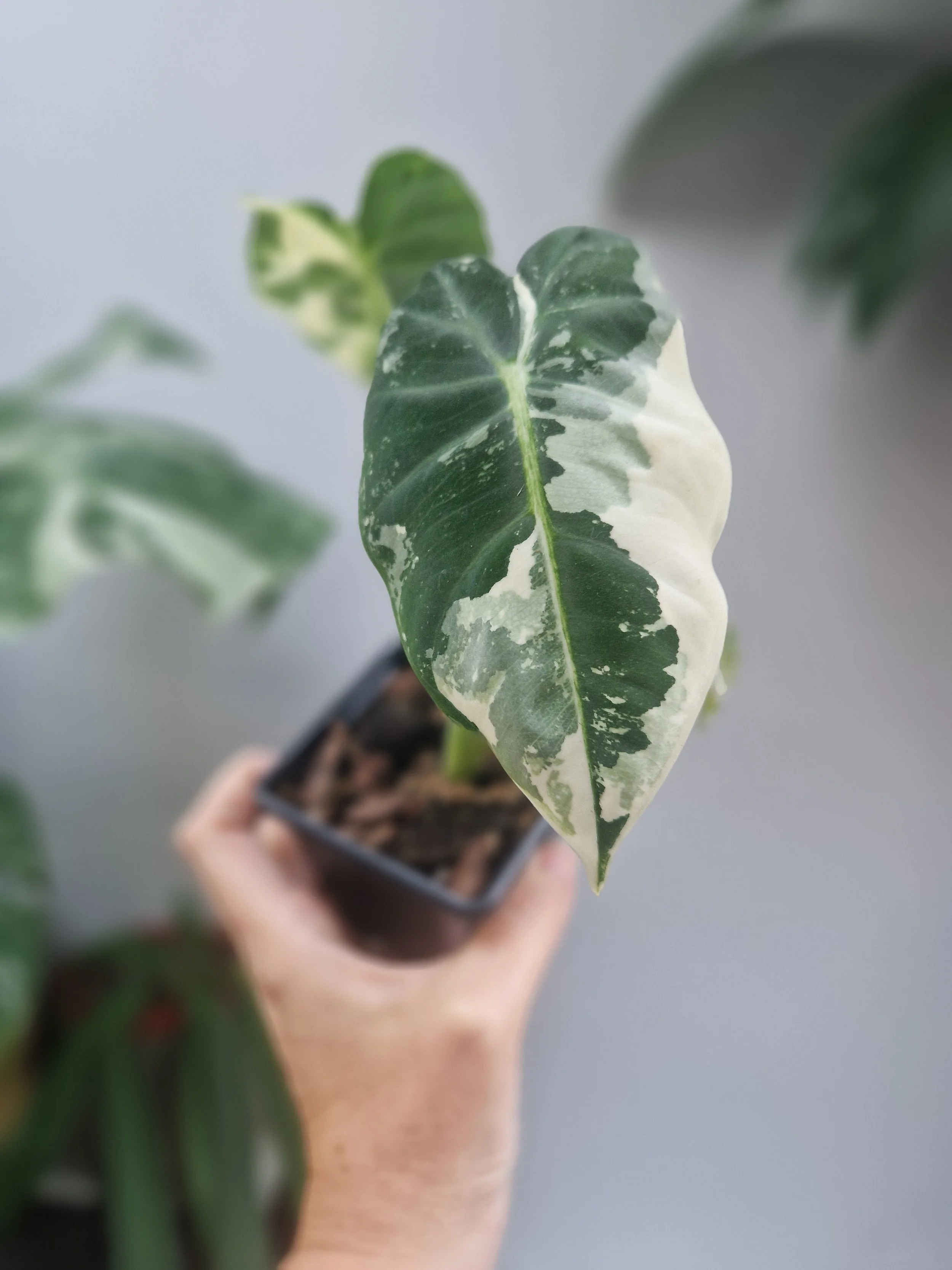 Alocasia Micholitziana 'Frydek Variegata'