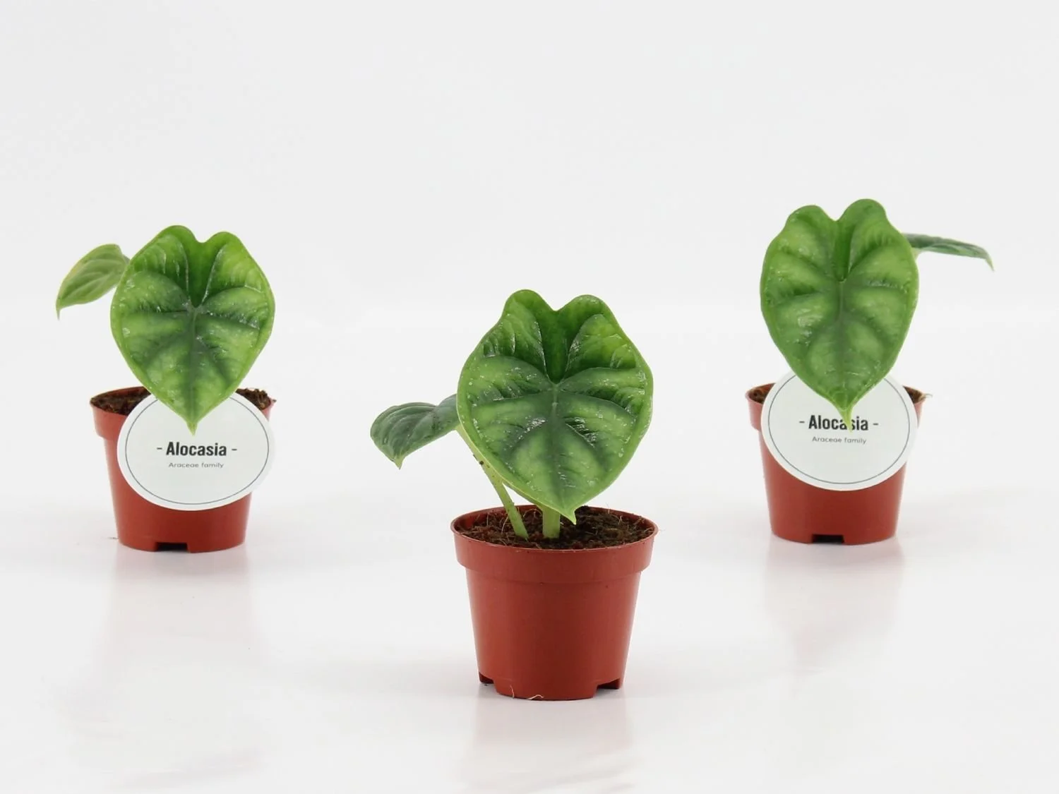 Alocasia 'Dragon Scale'