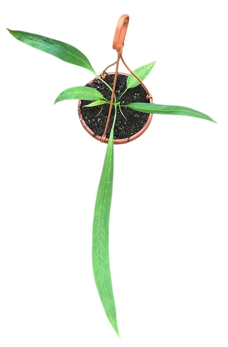 Anthurium vittariifolium 14cm .jpg