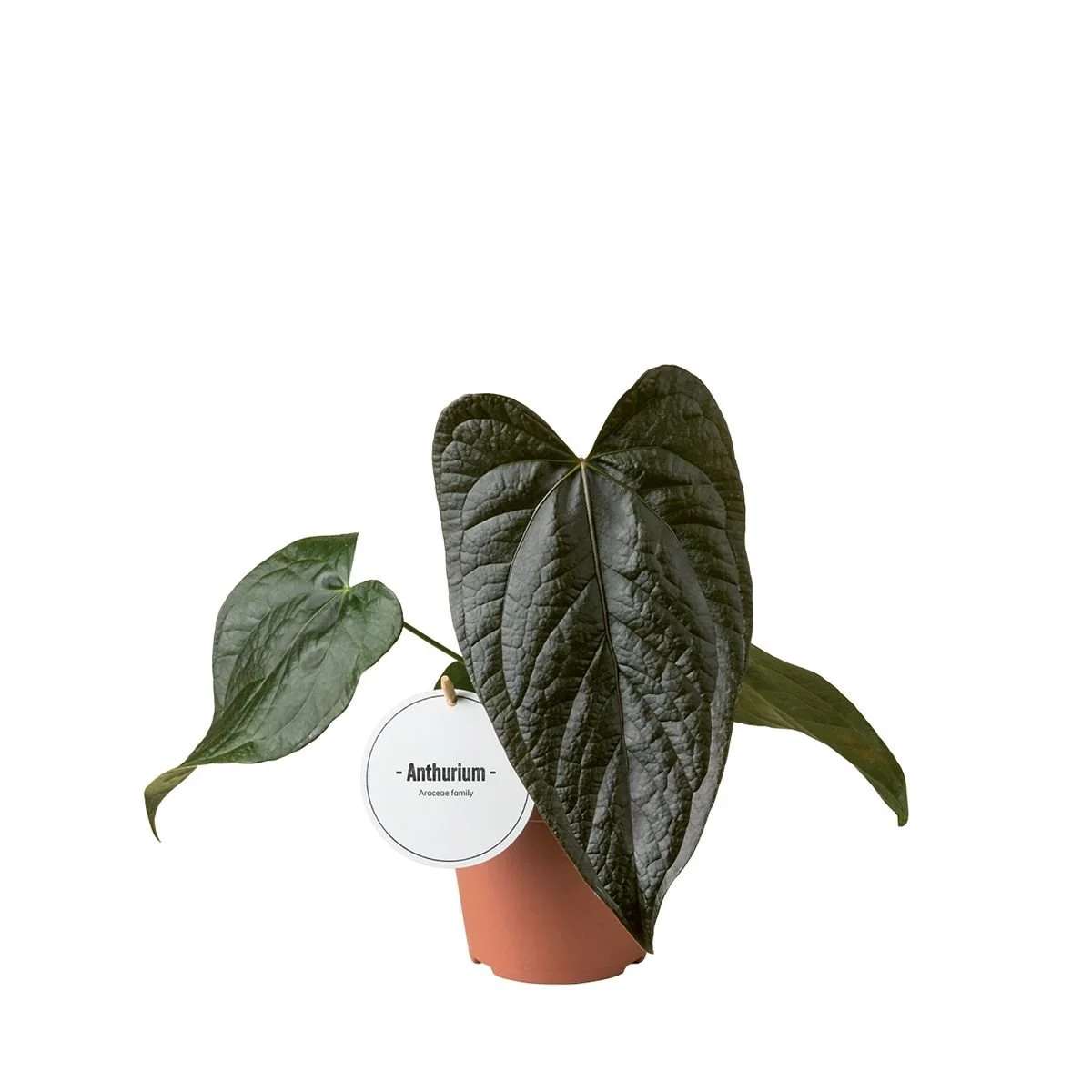 Anthurium queen of hearts