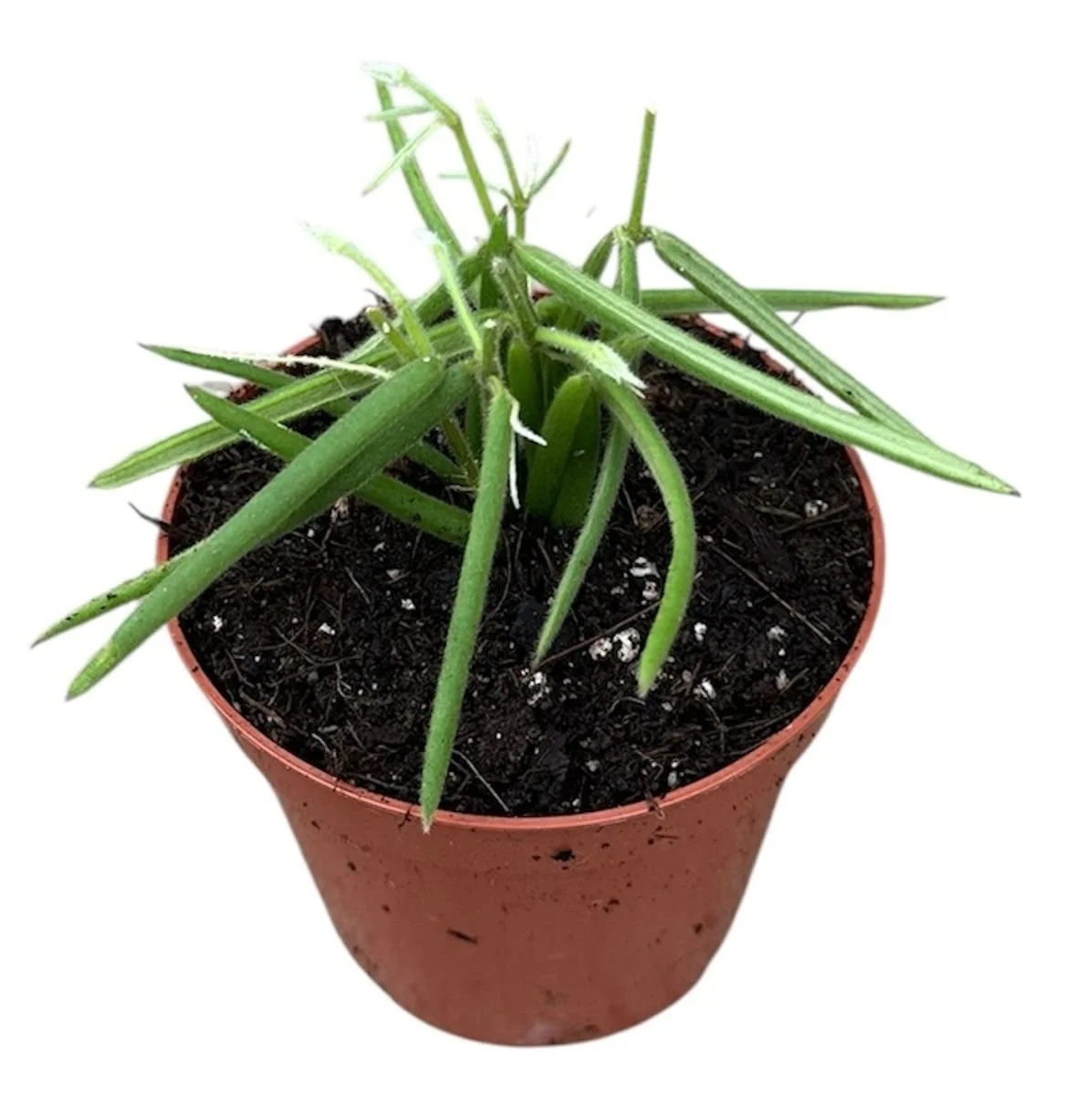 Hoya linearis 8cm.jpg