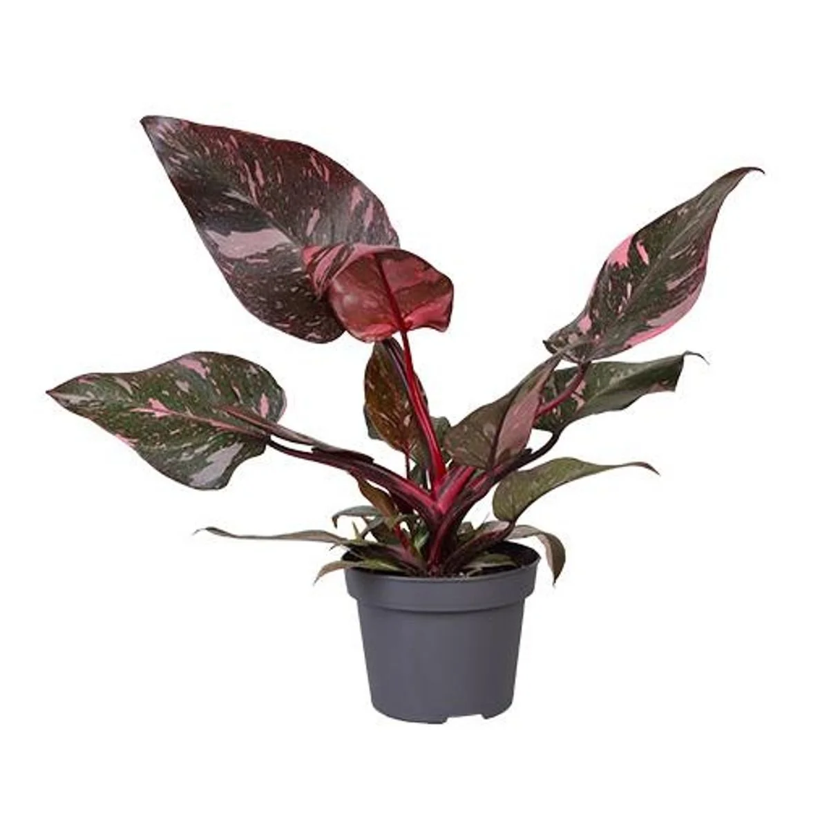 Philodendron 'Pink Princess' 9cm.jpg