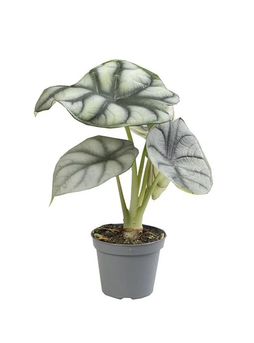 Alocasia 'Silver Dragon'