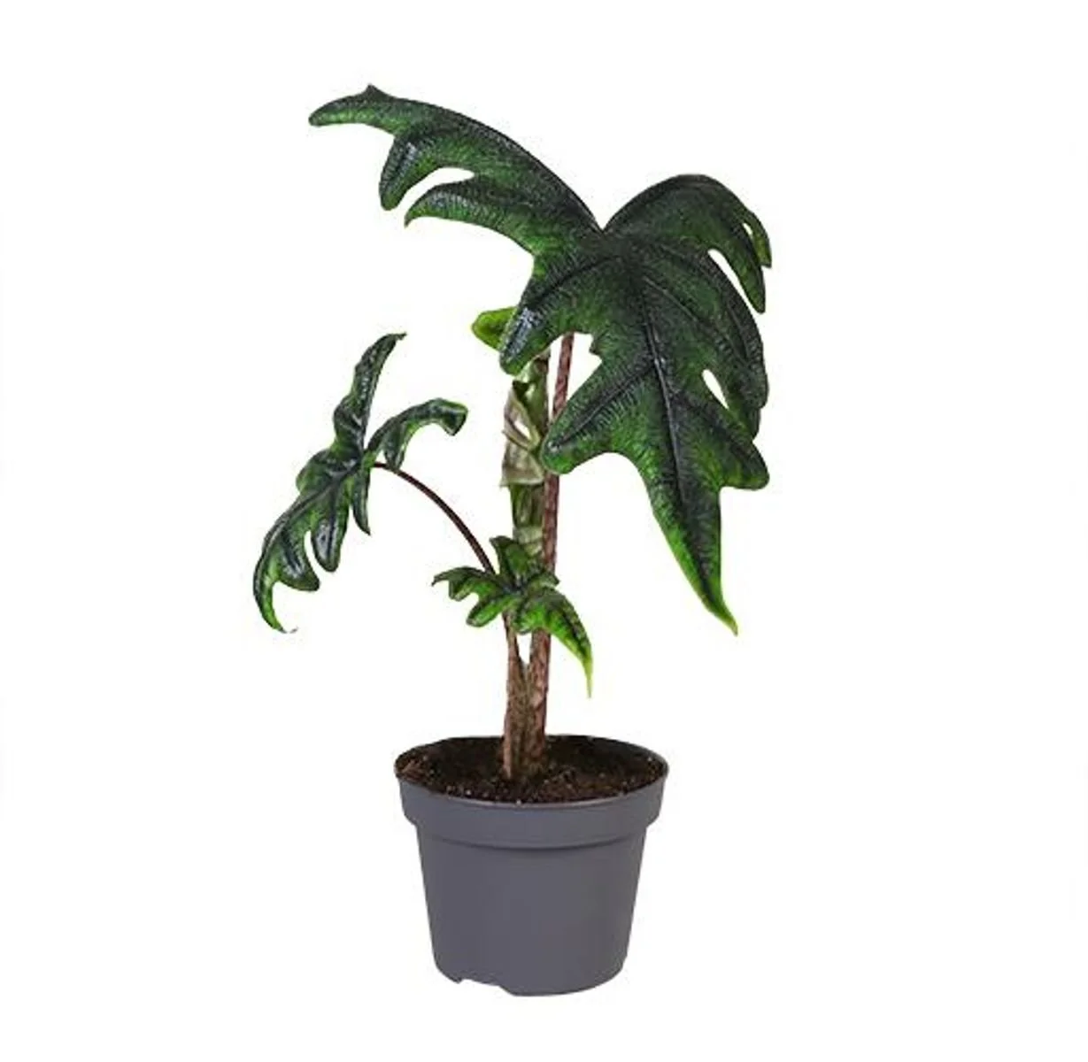 Alocasia 'Jacklyn' 12cm.jpg