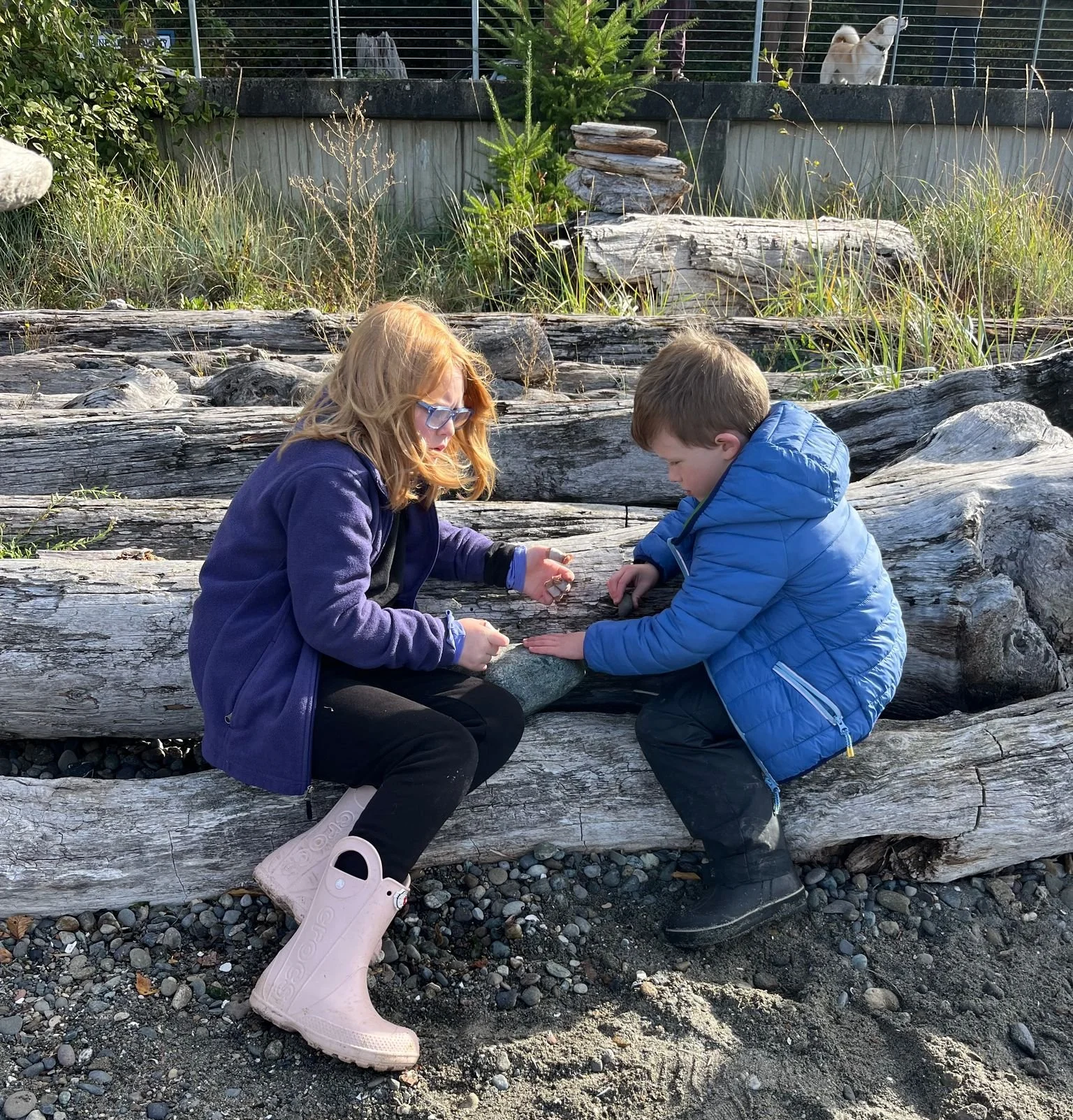 Two children, a girl with red hair and glasses wearing a purple jacket and pink boots, and a boy in a blue jacket and black pants, are sitting on large driftwood logs on a pebbled beach. The girl is showing something to the boy, and they are focused on it. In the background, there is greenery, a small pine tree, and a raised area with a dog and some fencing.