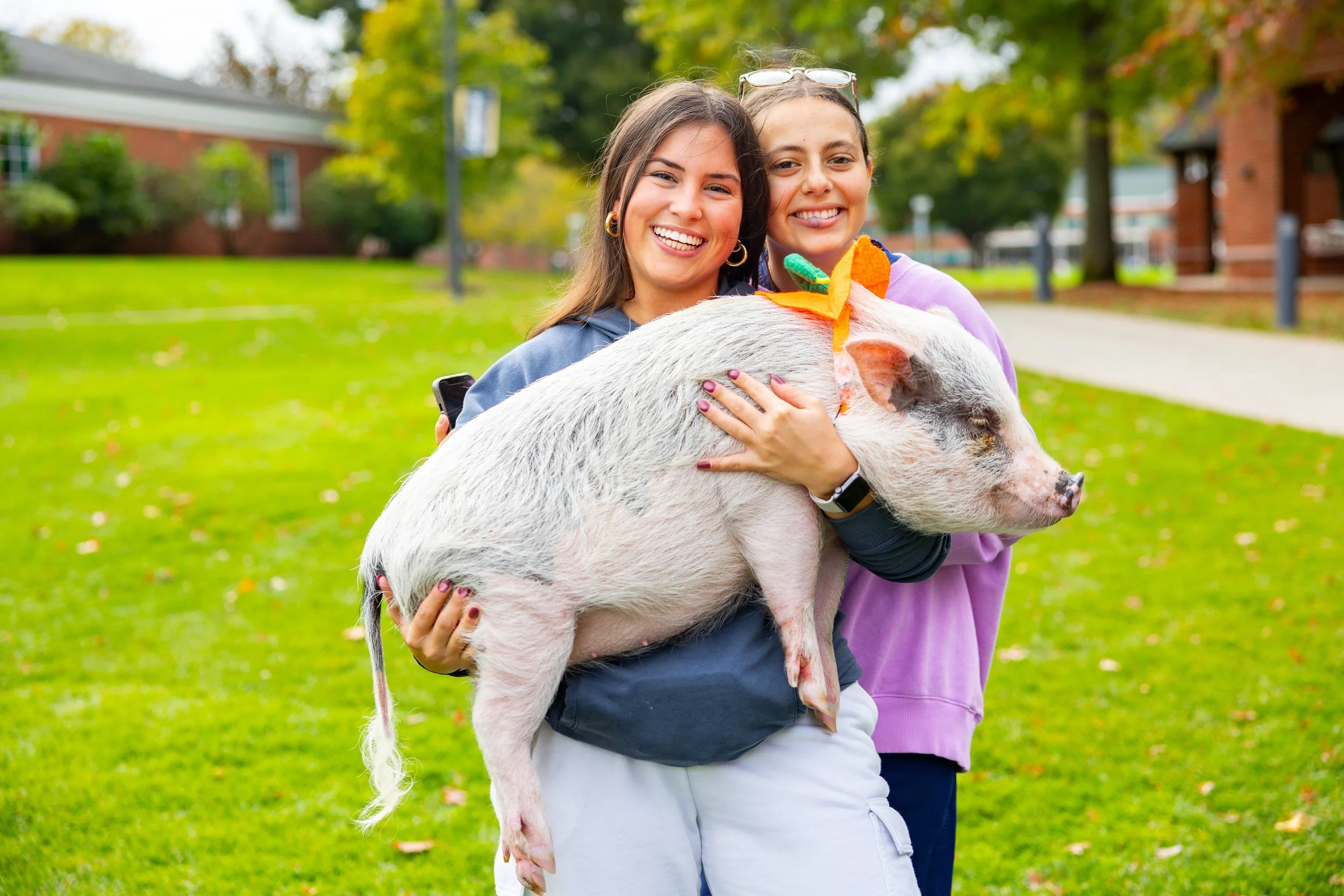 20251014-recwell-pigs-008-full.jpg