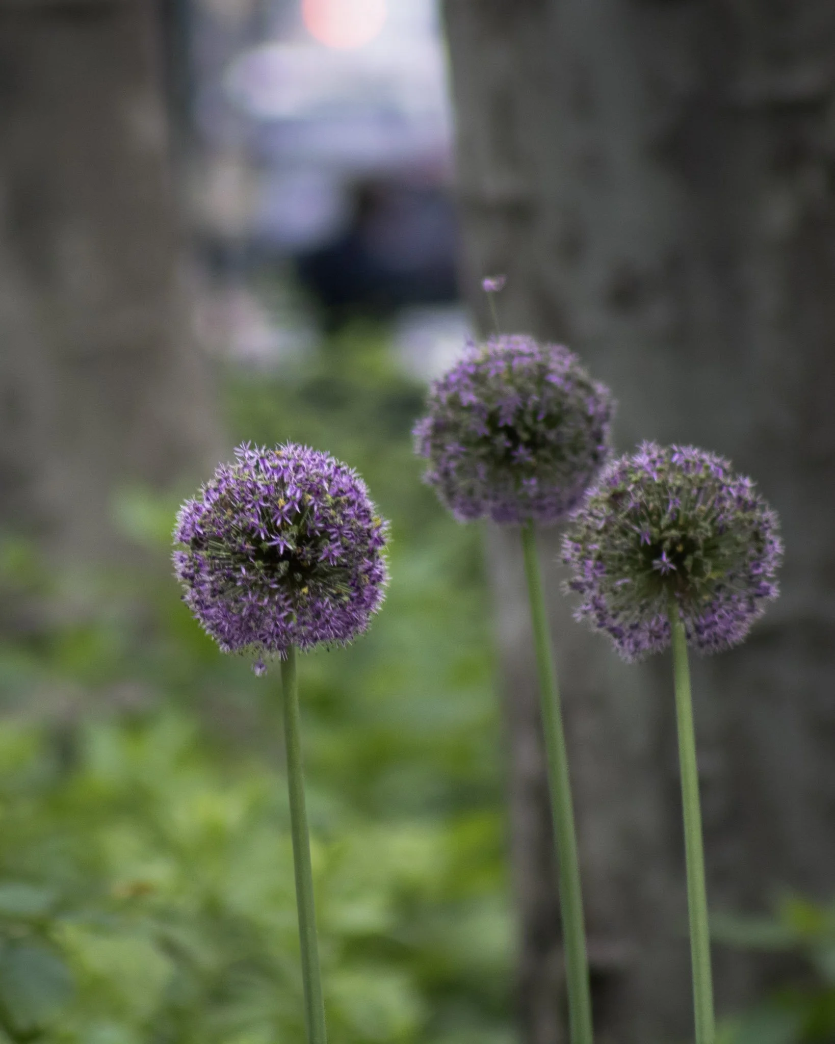 Close-up of three purple globular flowers with tiny star-shaped petals on green stems, with a blurred background of greenery and a distant vehicle.