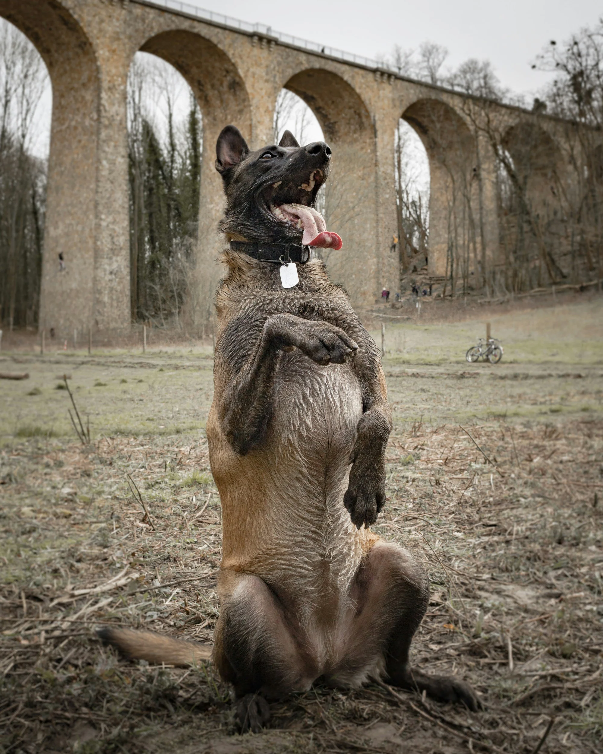 A Belgian Malinois dog sitting on the ground with a large stone bridge and leafless trees in the background.