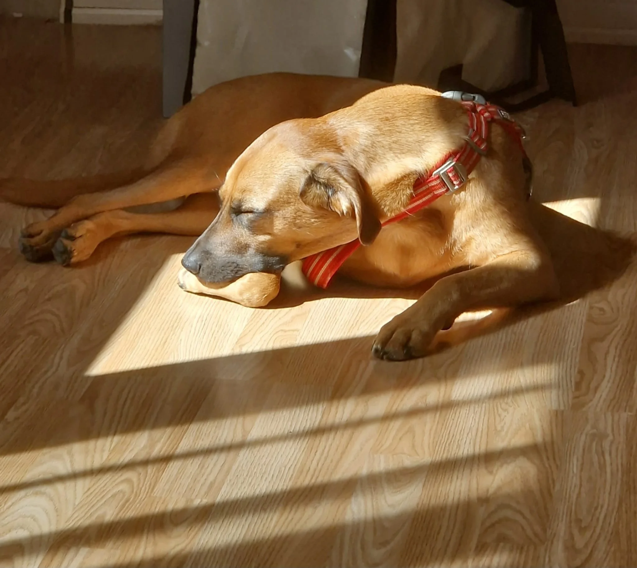 présence d'un chien au cabinet pour apaiser les traumas et aider à la reconstruction - cabinet Chrysalize