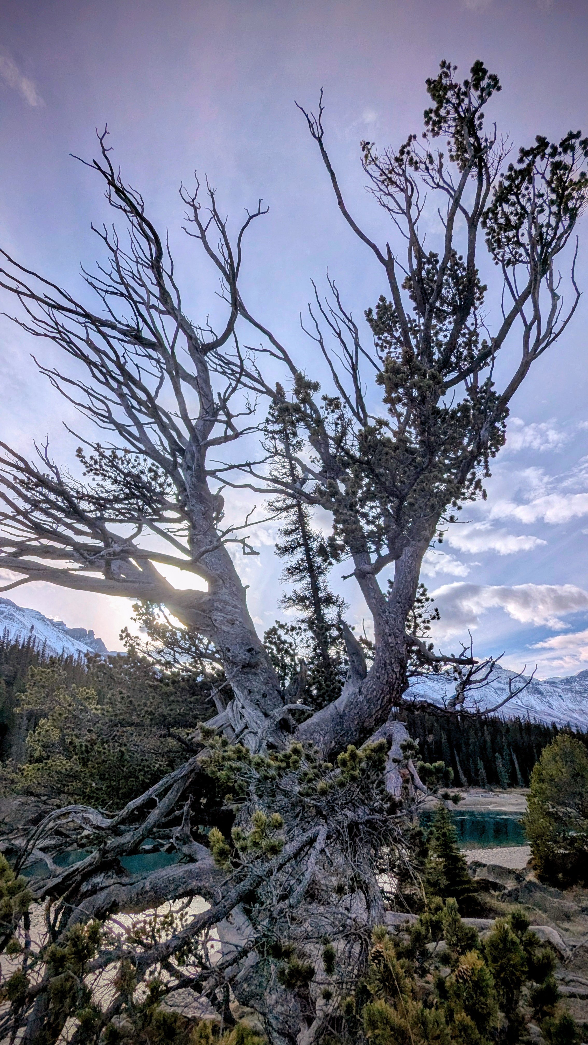 A large, gnarled tree with sparse leaves, snow-capped mountains in the background, and a lake with a rocky shore in the distance.
