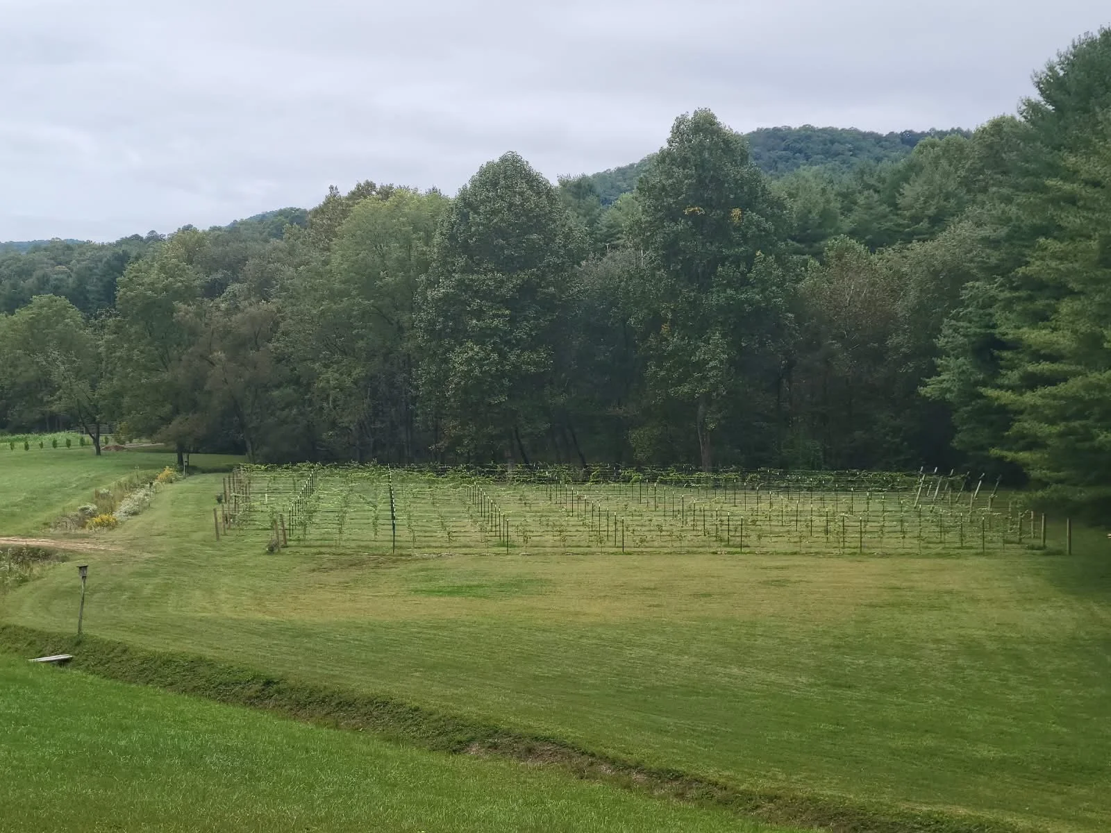 October vine rows zoomout.jpeg