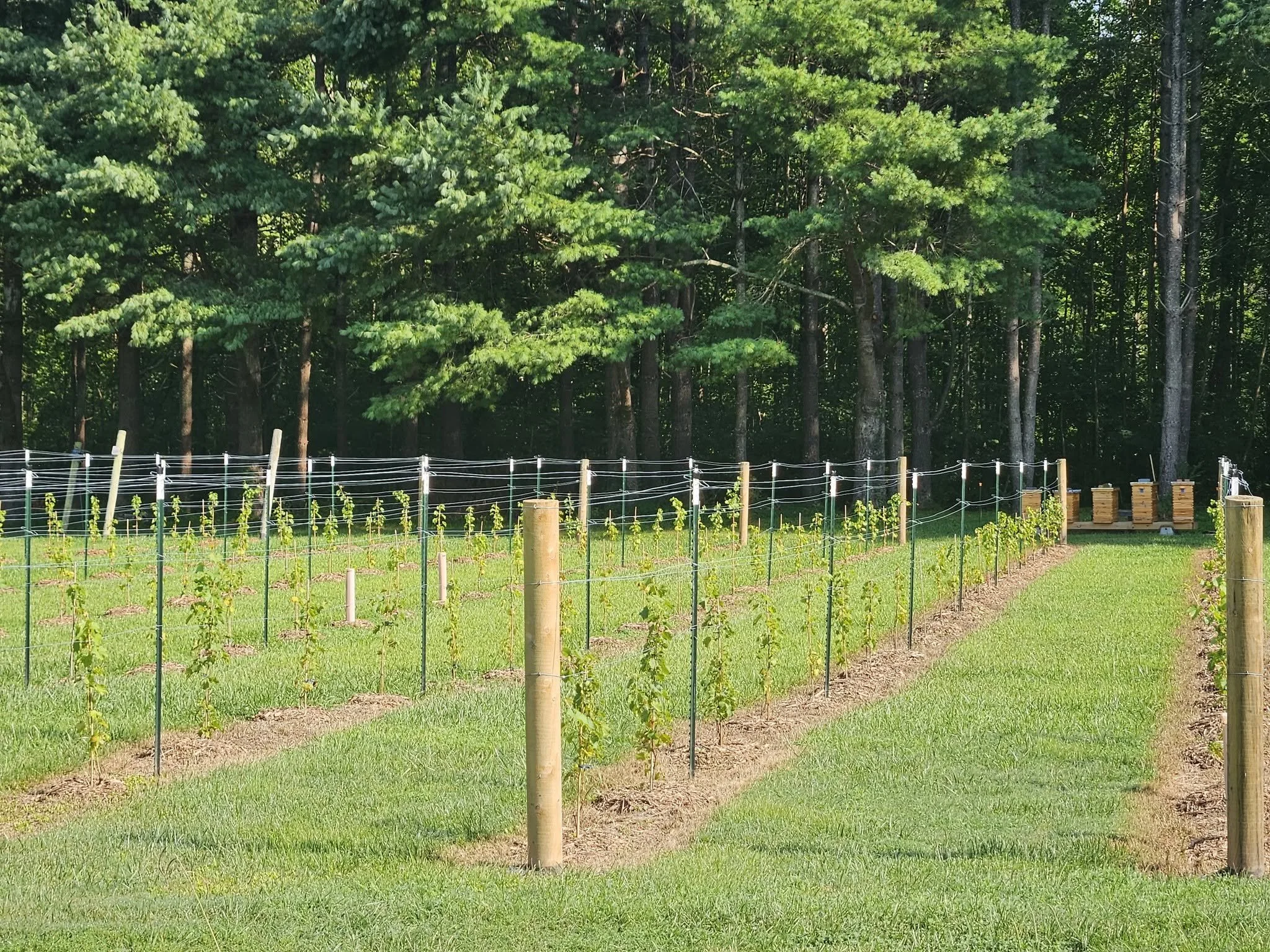 vineyard.jpg