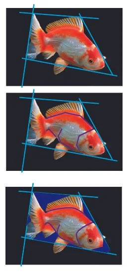 Drawing a goldfish with general to specific lines