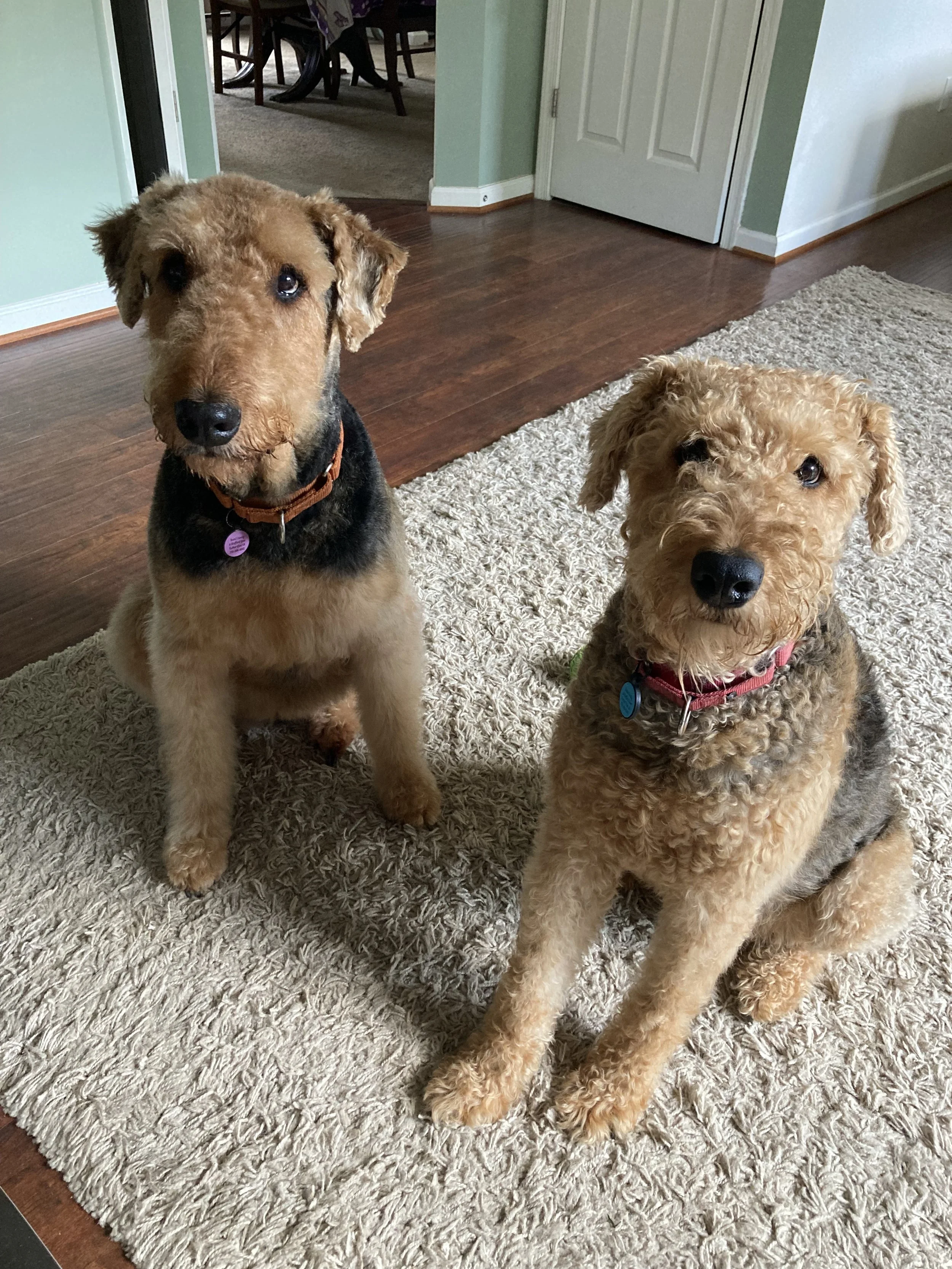 Two dogs sitting on a beige rug inside a house, with hardwood floors and a dining area in the background.