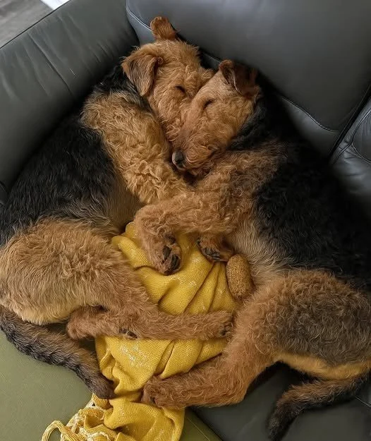 Three adorable puppies sleeping together on a gray couch, cuddled around a yellow blanket.