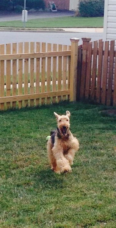 A happy dog running on a grassy yard with a wooden fence in the background.