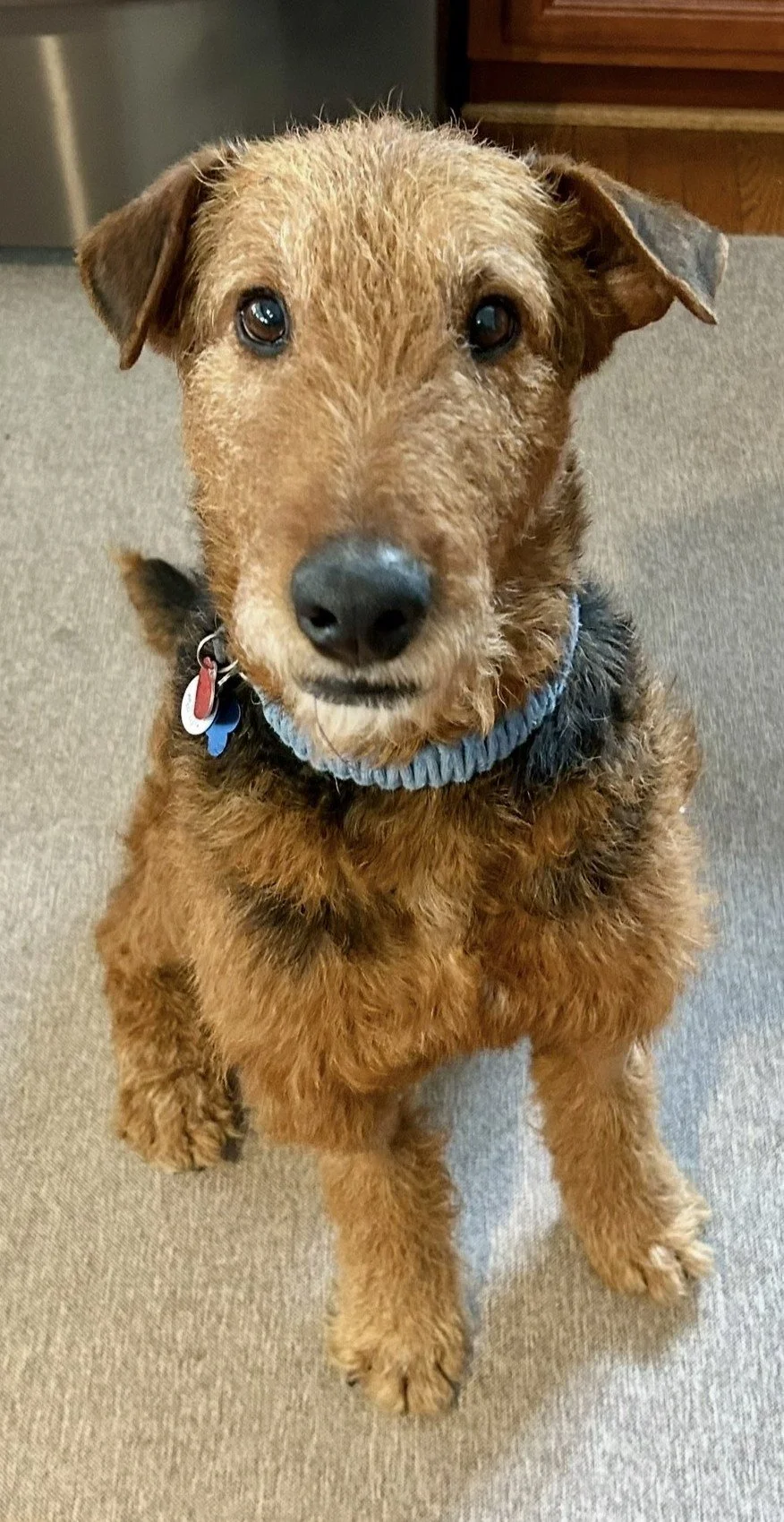 A cute brown dog with a rough coat, wearing a blue collar with tags, sitting on a beige carpet, looking directly at the camera.