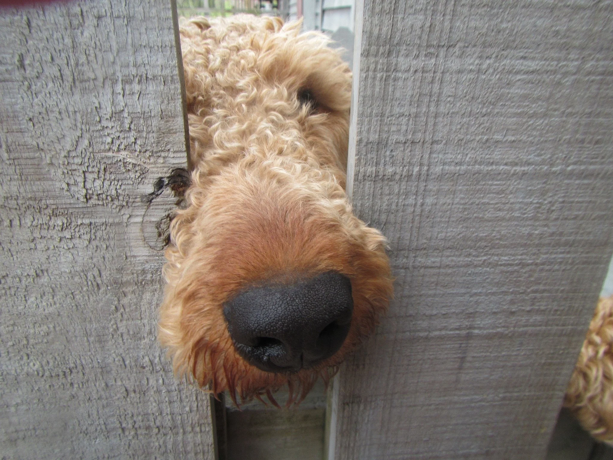 A close-up of a curly-haired dog with a black nose peeking through a gap in a wooden fence.