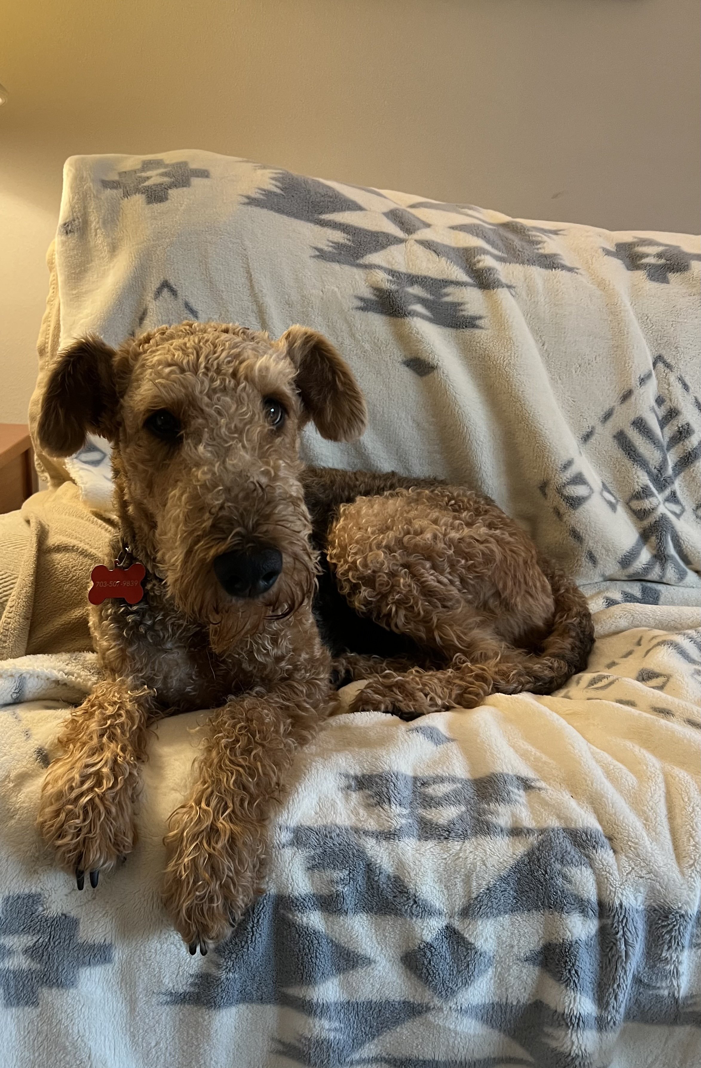 A curly-coated brown dog lying on a patterned beige and gray blanket.