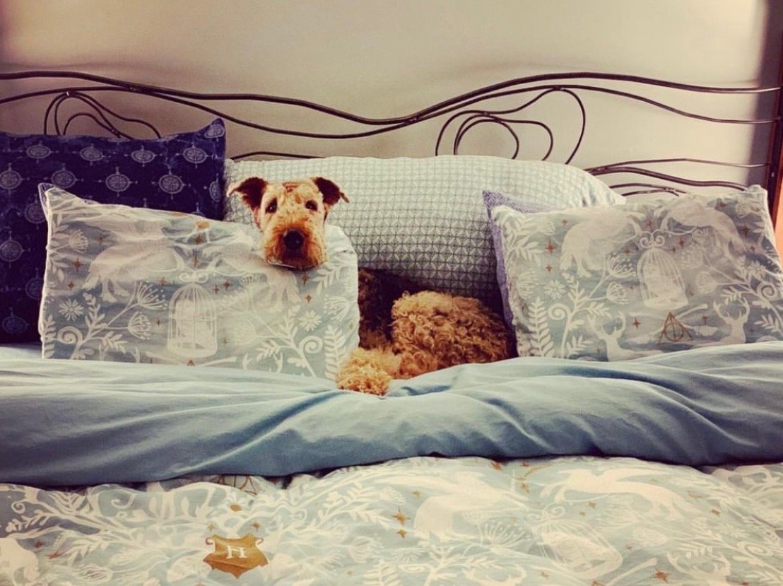 A dog lying in bed with decorative pillows, one of which is partially pressed against the dog's face, on a bed with patterned sheets and a decorative headboard.