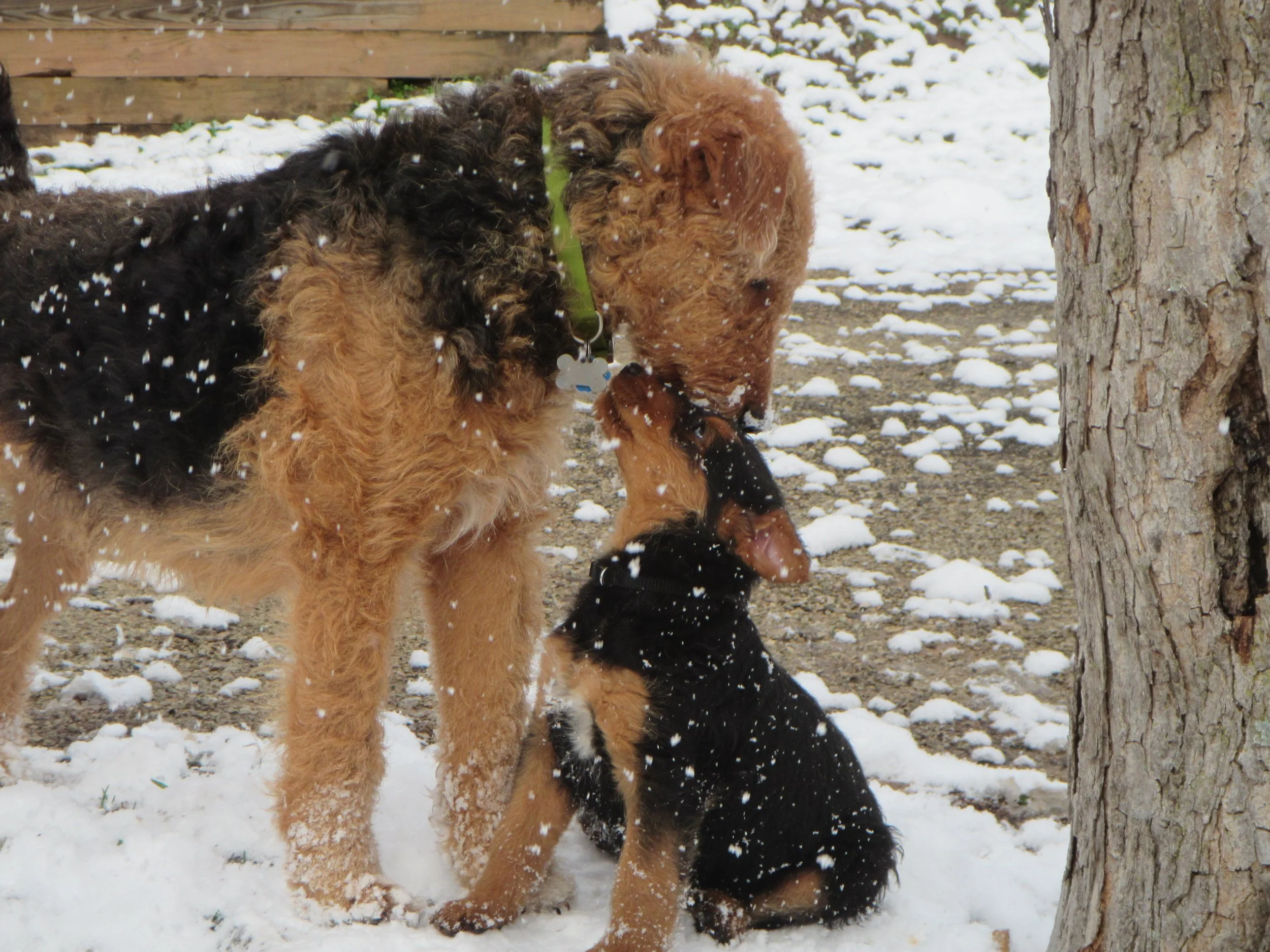 Three dogs, two larger with curly fur and one puppy, outside in the snow near a tree, with a wooden fence in the background.