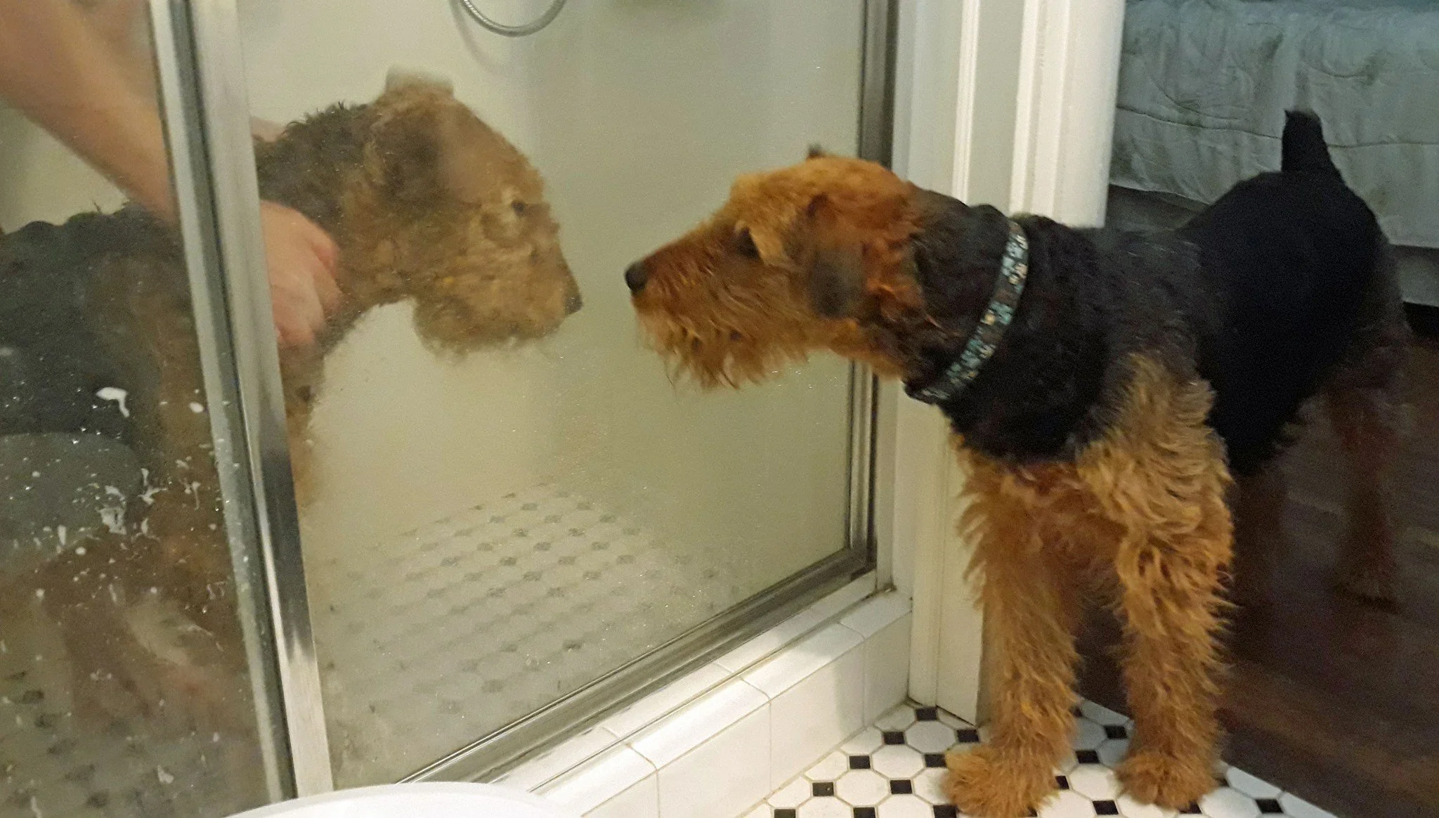 Two dogs, one inside a shower enclosure and the other outside, face each other through the glass. The dog inside has a wet, curly brown coat, while the dog outside has a wet, wiry black and brown coat and is wearing a collar.