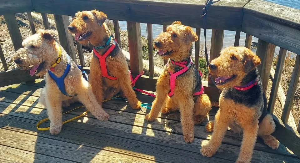 Four Airedale Terrier dogs sitting on a wooden deck near a railing, with water visible in the background.