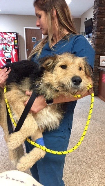 A woman in blue scrubs holding a medium-sized, fluffy tan and black dog with a yellow leash in an indoor setting.