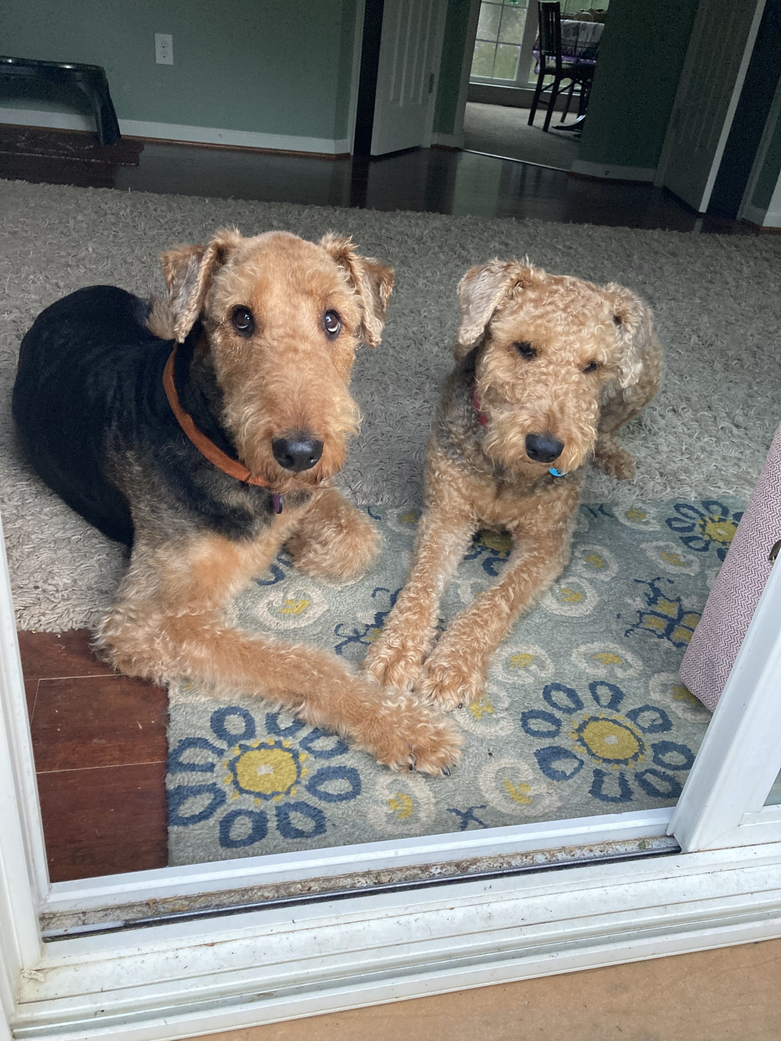Two dogs, a wire-haired Dachshund and a curly-haired Labradoodle, lying on a rug near a sliding glass door.