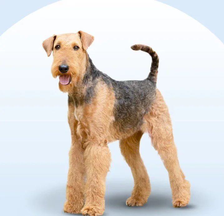 A smiling Airedale Terrier dog standing on a light background.