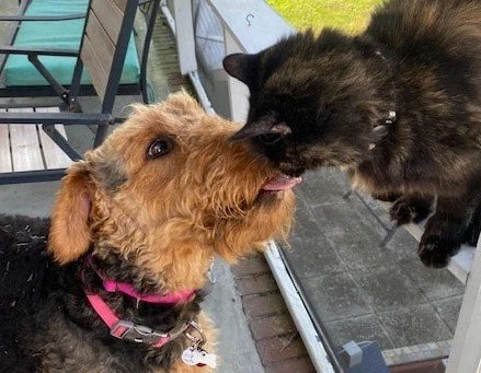 A dog and a cat touching noses on a porch