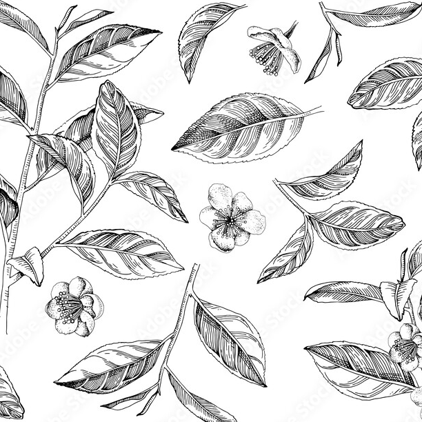 Chai & Spice Collection | Black, White & Caffeine-Free