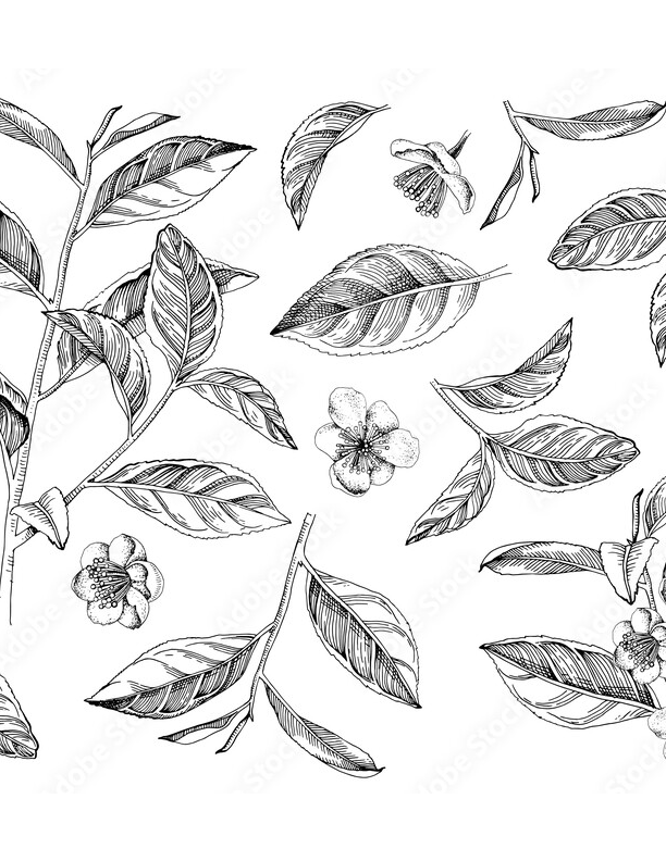 Morning Energy Collection | Black & Yerba Mate Teas