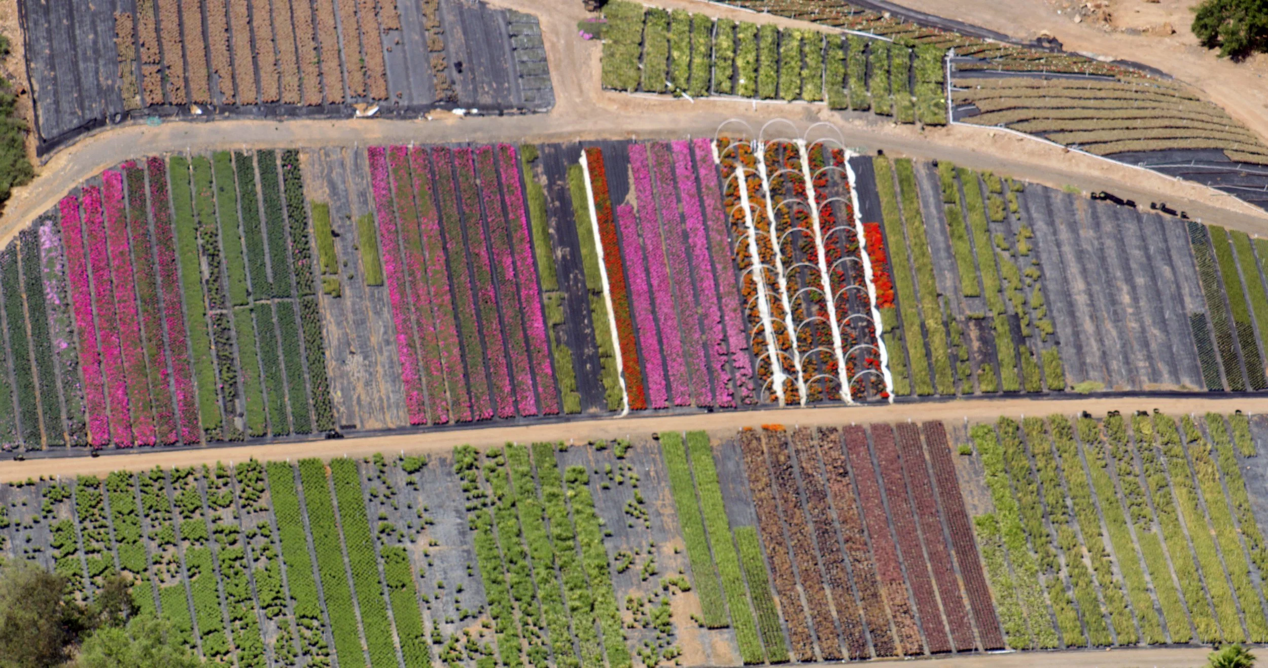 Tulip Fields CA.jpg