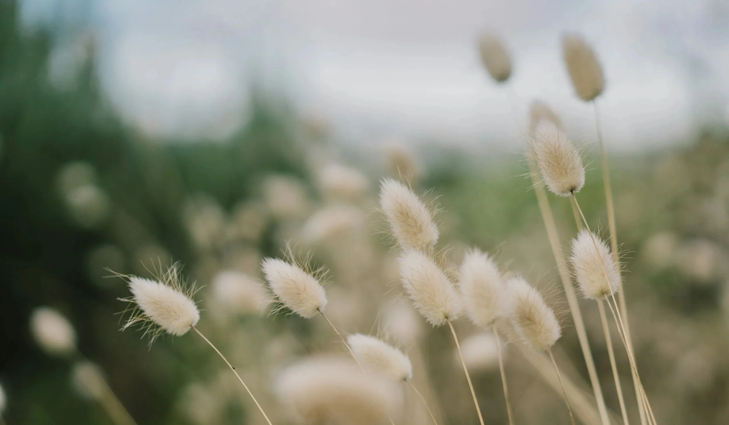 Mindfulness and nervous system regulation for anxiety and stress in Ontario — Gal Zohar Psychotherapy.