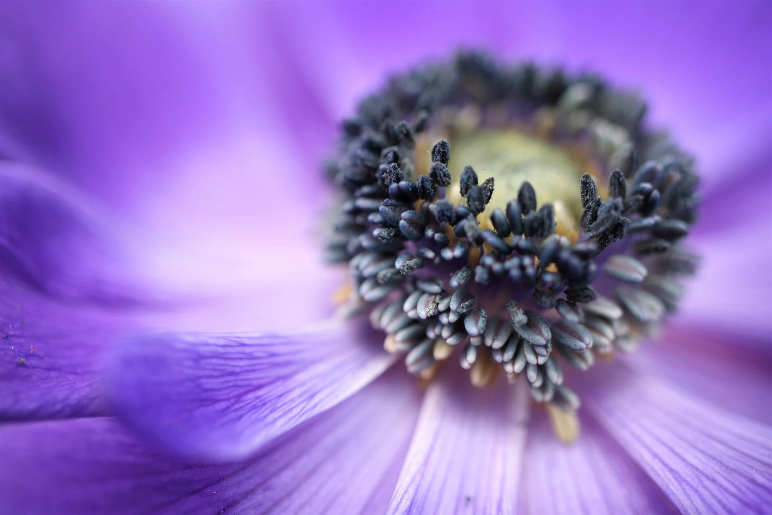 Episode 24: Self Compassion